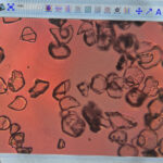 酸化アルミニウムの粉砕によるリン化インジウムウェハーの研磨